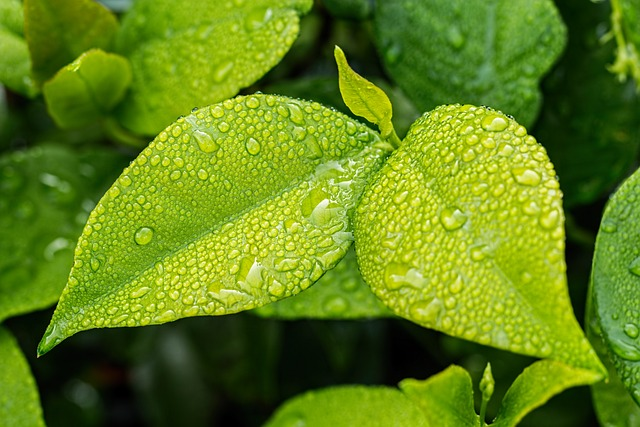 leaf, green, foliage