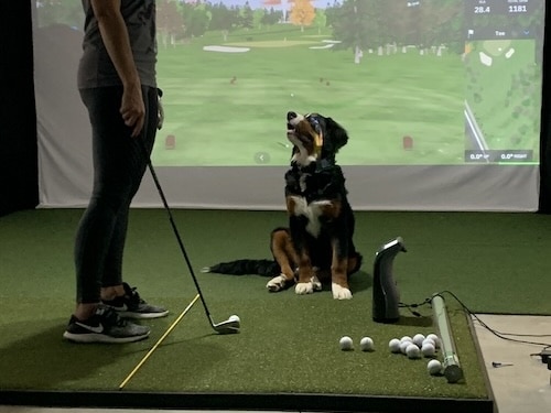 indoor golf simulator with synthetic mat. Golfer standing with a club and a dog named Rollo sitting in the way.